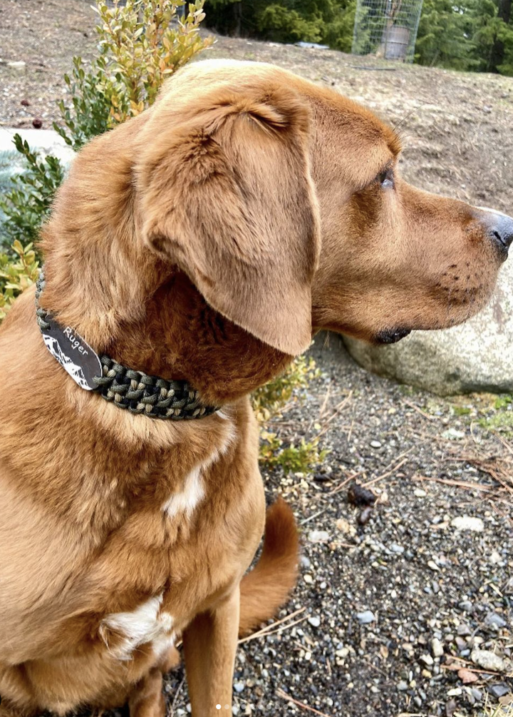 Reverse Solomon Paracord Adjustable Dog Collar